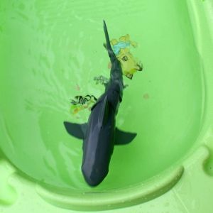 Играчка акула, С дистанционно управление, Плуваща, Черна